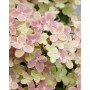 Гортензія волотиста Полістар (Hydrangea paniculata Polistar) 30 cм, C5