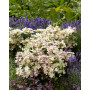 Гортензія волотиста Полістар (Hydrangea paniculata Polistar) 30 cм, C5