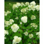 Гортензія волотиста Сільвер Доллар (Hydrangea paniculata Silver Dollar) 50 см, С5