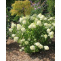 Гортензія волотиста Сільвер Доллар (Hydrangea paniculata Silver Dollar) 50 см, С5