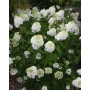Гортензія волотиста Сільвер Доллар (Hydrangea paniculata Silver Dollar) 50 см, С5