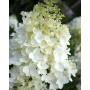 Гортензія волотиста Сільвер Доллар (Hydrangea paniculata Silver Dollar) 50 см, С5