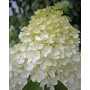 Гортензія волотиста Сільвер Доллар (Hydrangea paniculata Silver Dollar) 50 см, С5