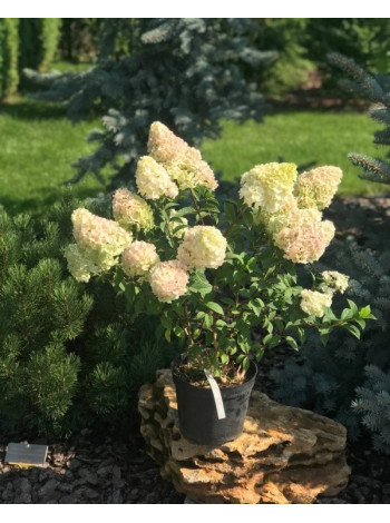 Купити або замовити Гортензія