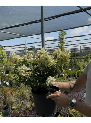 Купити або замовити Гортензія