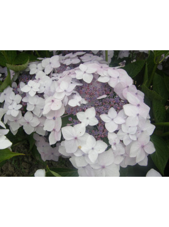 Купити або замовити Гортензія