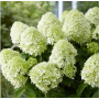 Гортензія волотиста Літл Споккі (Hydrangea paniculata Little Spooky) 60 см, C10