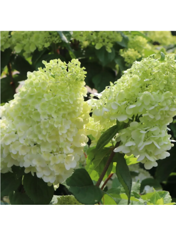 Купити або замовити Гортензія