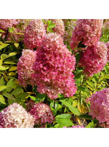 Купити або замовити Гортензія