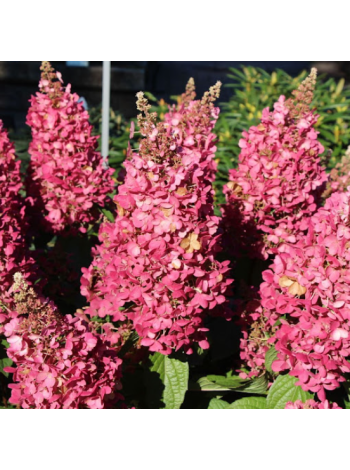 Купити або замовити Гортензія