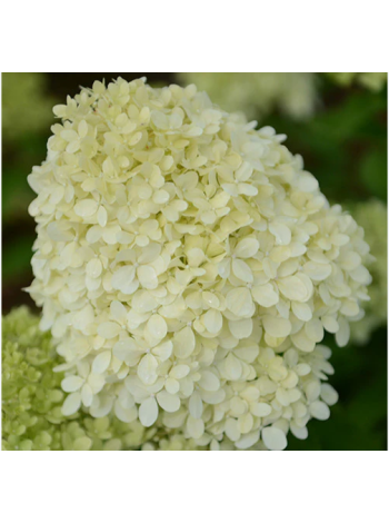 Купити або замовити Гортензія