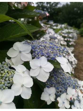 Купити або замовити Гортензія