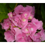 Гортензія великолистна "Месаліна" (Hydrangea macroph?lla " Messalina") 30 см, C7,5