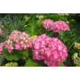 Гортензія великолистна "Месаліна" (Hydrangea macroph?lla " Messalina") 30 см, C7,5