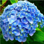 Гортензія великолистна Ніко Блю (Hydrangea macroph?lla Nikko Blue) 40 см, C7,5