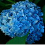 Гортензія великолистна Ніко Блю (Hydrangea macroph?lla Nikko Blue) 40 см, C7,5