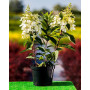 Гортензія волотиста Кендллайт (Hydrangea paniculata Candlelight) 60 см, С10