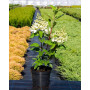 Гортензія волотиста Кендллайт (Hydrangea paniculata Candlelight) 60 см, С10