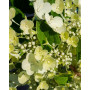 Гортензія волотиста Кендллайт (Hydrangea paniculata Candlelight) 60 см, С10