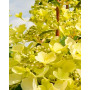 Гортензія волотиста Кендллайт (Hydrangea paniculata Candlelight) 60 см, С10