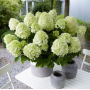 Гортензія волотиста Літл Споккі (Hydrangea paniculata Little Spooky) 60 см, C10
