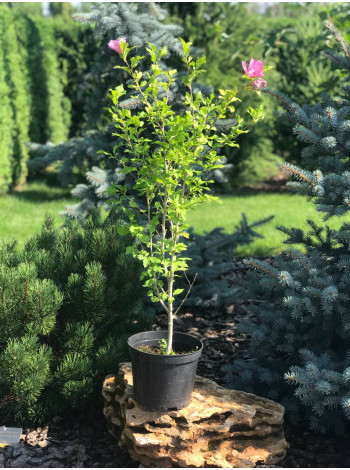 Купити або замовити Гібіскус 