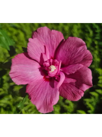 Купити або замовити Гібіскус 