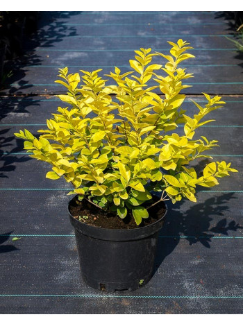 Купити або замовити Декоративні кущі