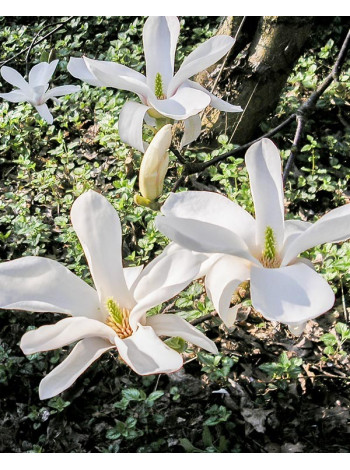   Магнолія