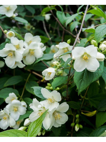 Купити або замовити Чубушник 