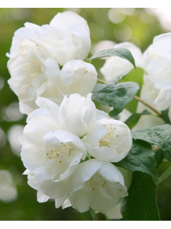 Купити або замовити Чубушник 