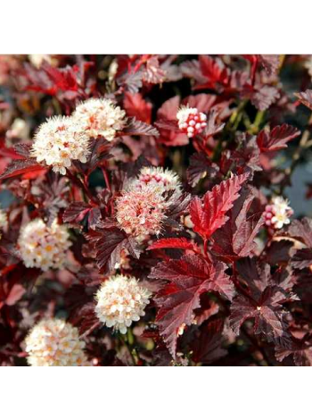  Пухироплідник