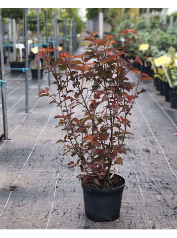  Пухироплідник