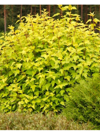  Пухироплідник