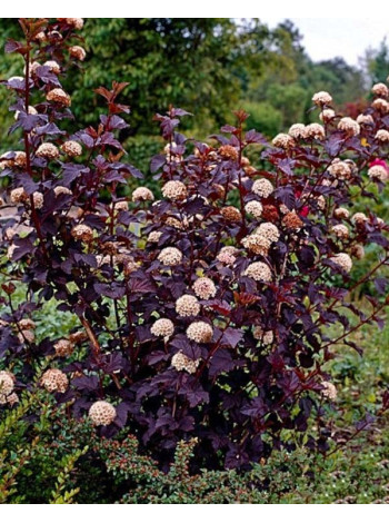  Пухироплідник