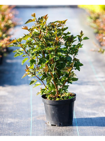  Пухироплідник