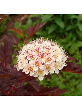  Пухироплідник