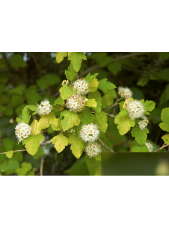 Купити або замовити Декоративні кущі
