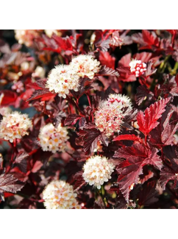  Пухироплідник