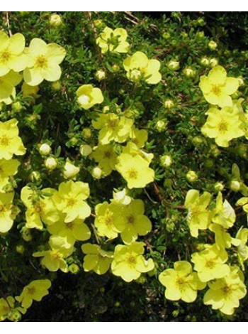 Купити або замовити Декоративні кущі