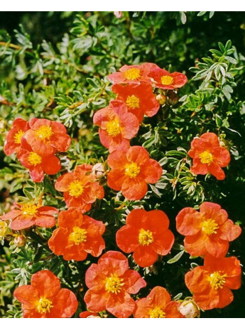 Купити або замовити Декоративні кущі