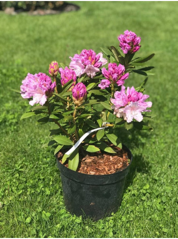  Рододендрон 