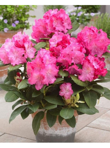  Рододендрон 