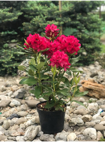  Рододендрон 