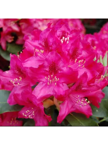  Рододендрон 