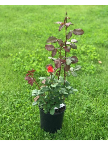 Купити або замовити Троянда 