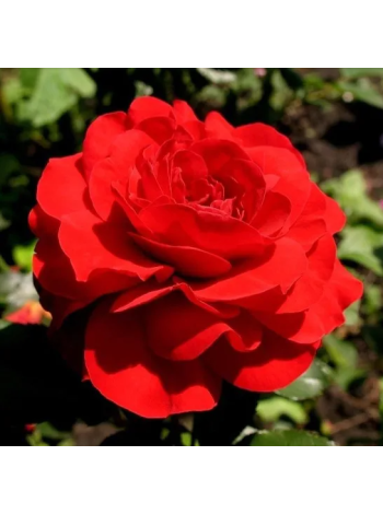 Купити або замовити Троянда 