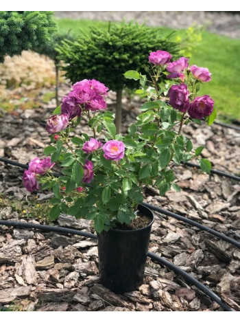 Купити або замовити Декоративні кущі