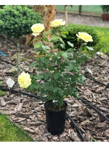 Купити або замовити Троянда 