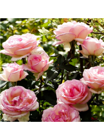 Купити або замовити Троянда 